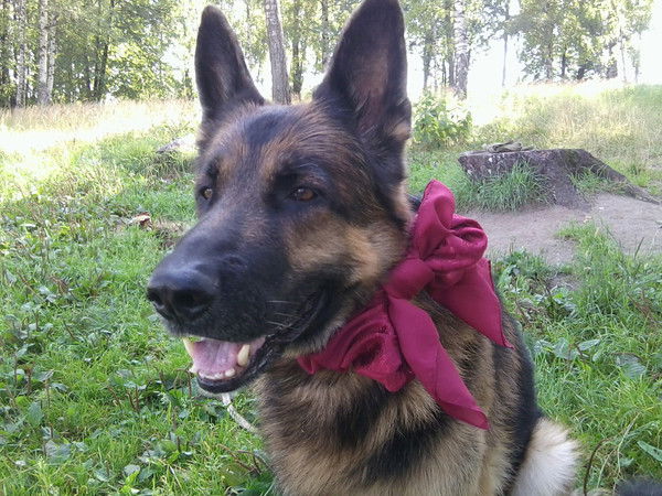 Дмитрий Копков