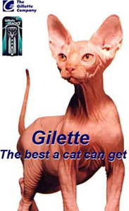 Андрей Дубровский