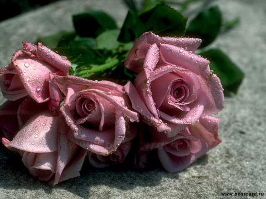 Жазира Аманбай