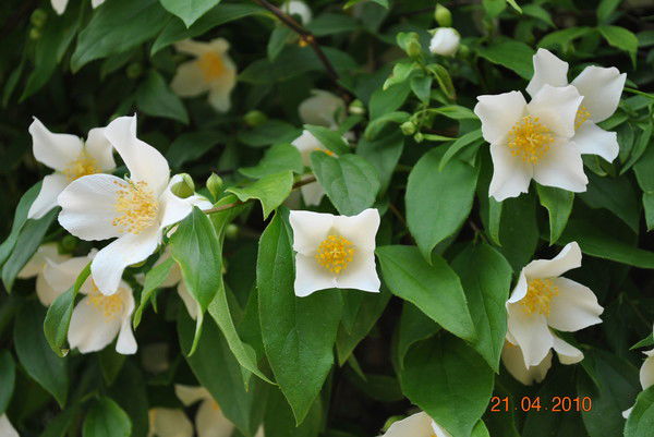 Анна Чёрная