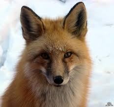 Ленар Мухаметшин