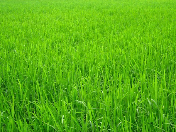 Юлия Шафран