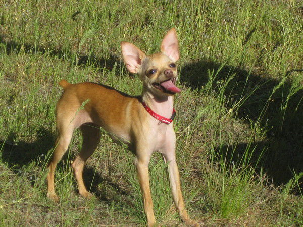 Людмила Волошина