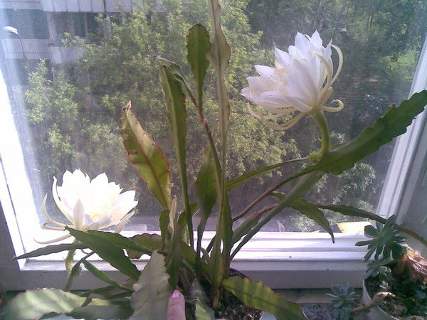 Екатерина Тарасова