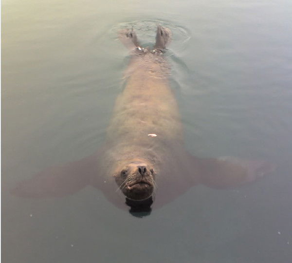 Александр Визер