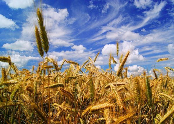 Администрация Барышевского Сельсовета Но