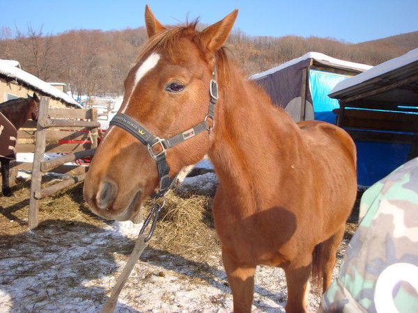 Владимир Чепчугов