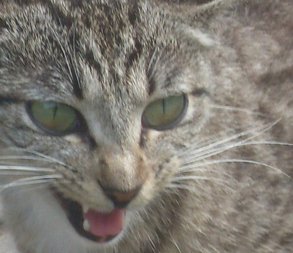 Кристинка Эгле