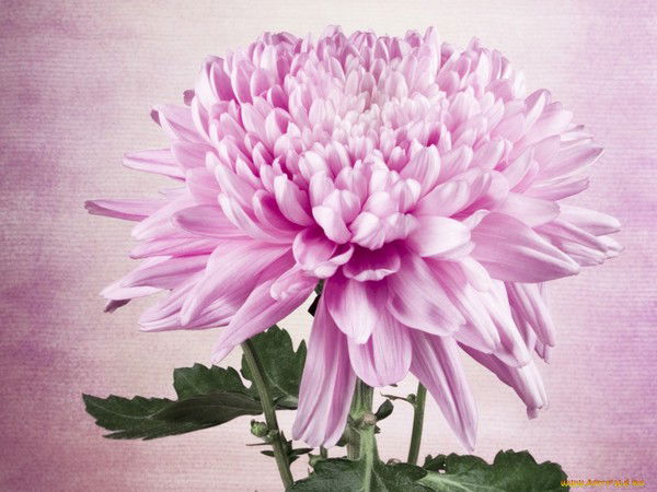 Ирина Кузнецова