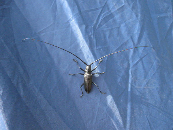 Евгения Баннова