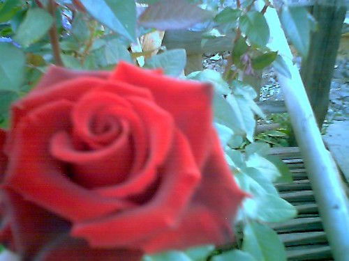 Лена Болгова