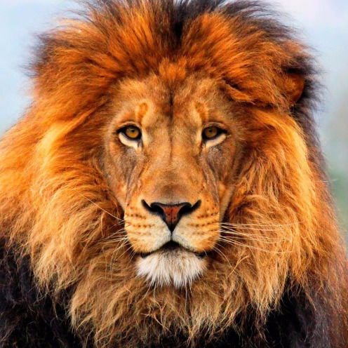 Инга Авдюхова