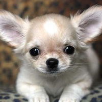 Камила Абдыгафарова