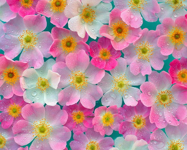 Нина Павлова