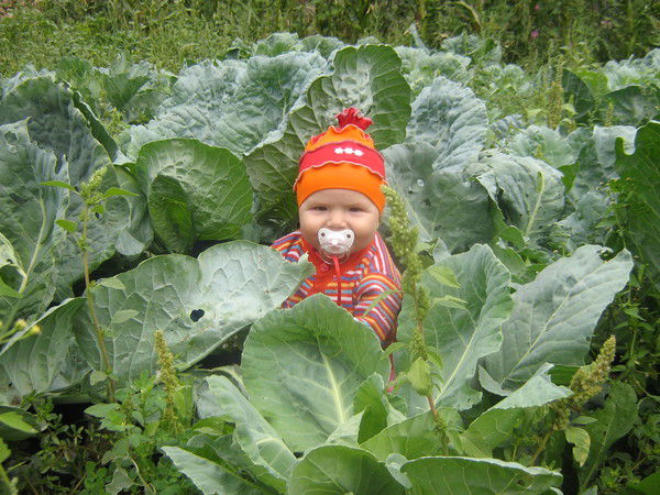 Андрей Липляндский