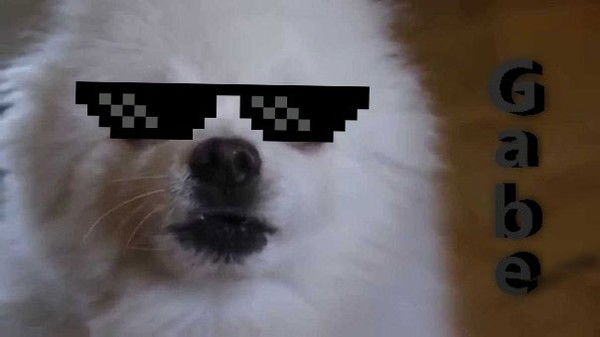 Gabe Dog