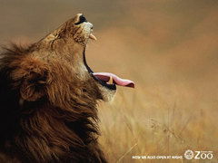 Лев Тигрович Тигр