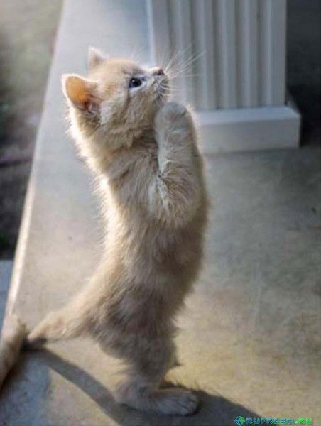 Артём Привалов