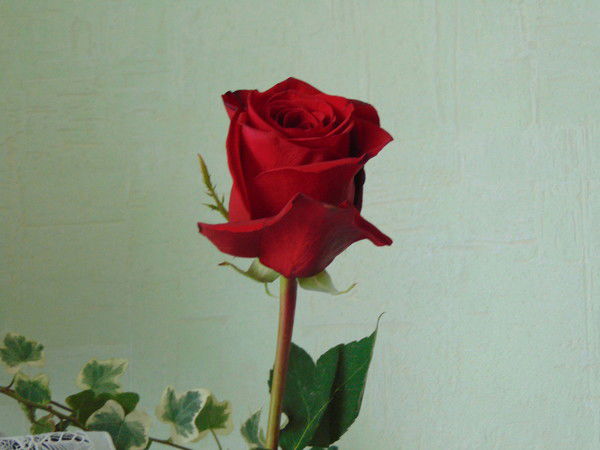 Туман Серебристый