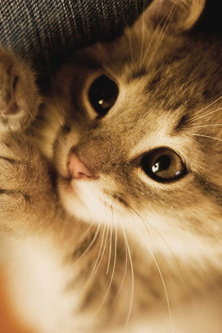 Кисонька Няшка