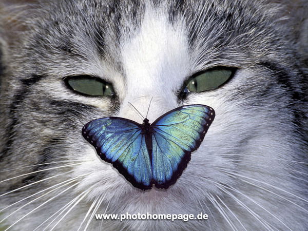 Светлана Васенькина