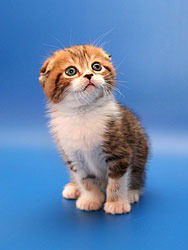 Светлана Удинкина