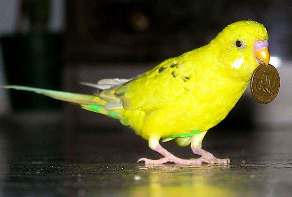 Мария Гуламова