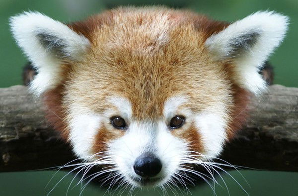 Вячеслав Киреев