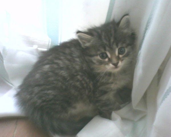 Махабат Нуржанова