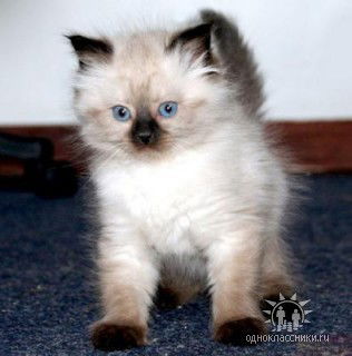 Щенников Юра