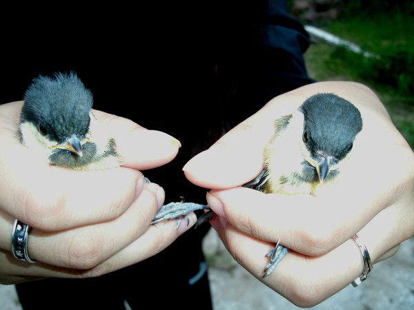 Nursultan Sabyrgalyev