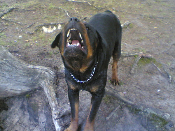 Сергей Михайлов