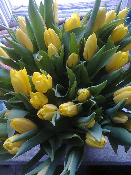 Наталья Корявко