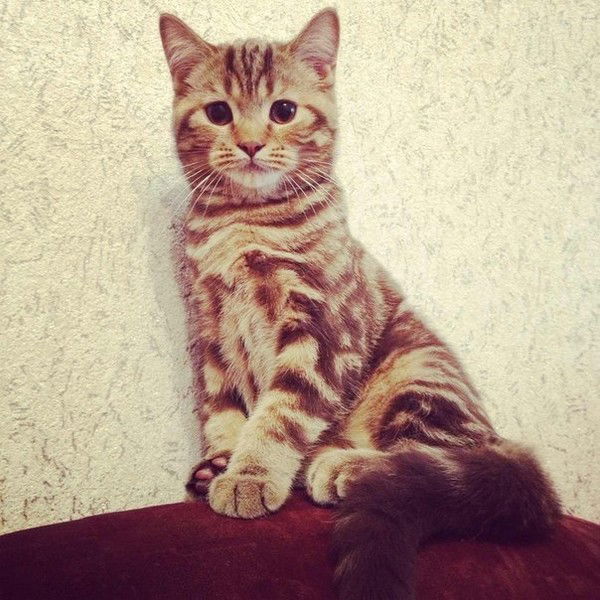 Дарья Александровна Носова