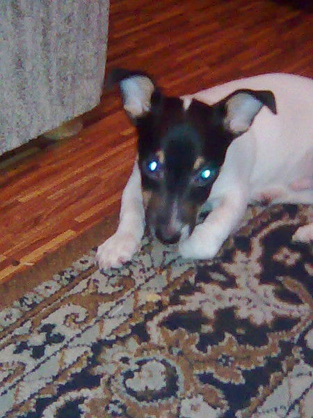 Александр Брем