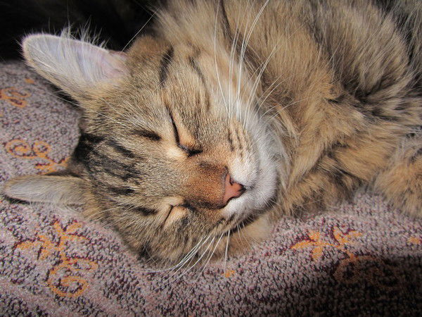 Галина Надтока