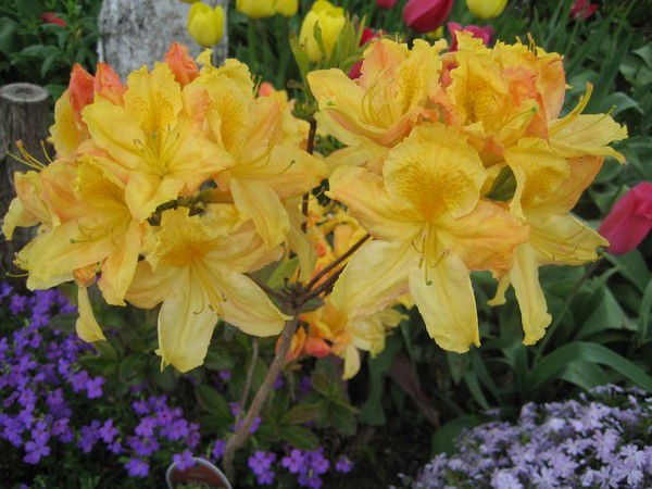 Галина Ивлева