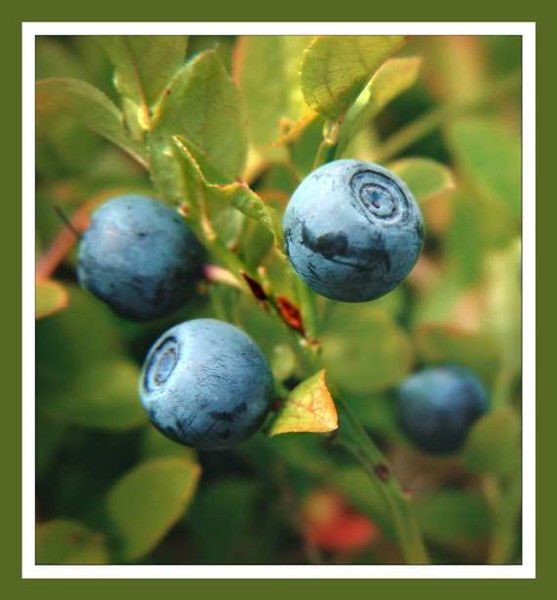 Алена Пухова