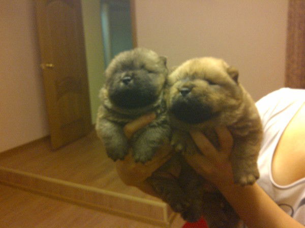 Оксана Лукашкина