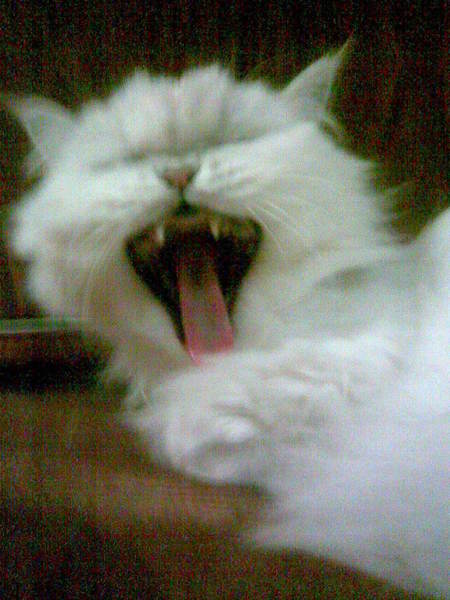 Жанна Хатынская