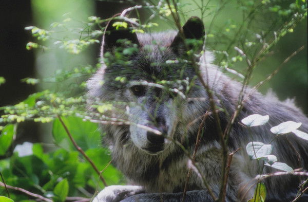 Сергей Затула