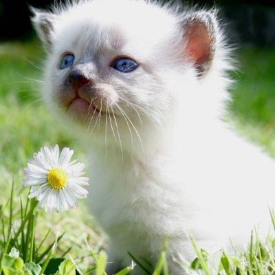 Анастасия Стальмакова