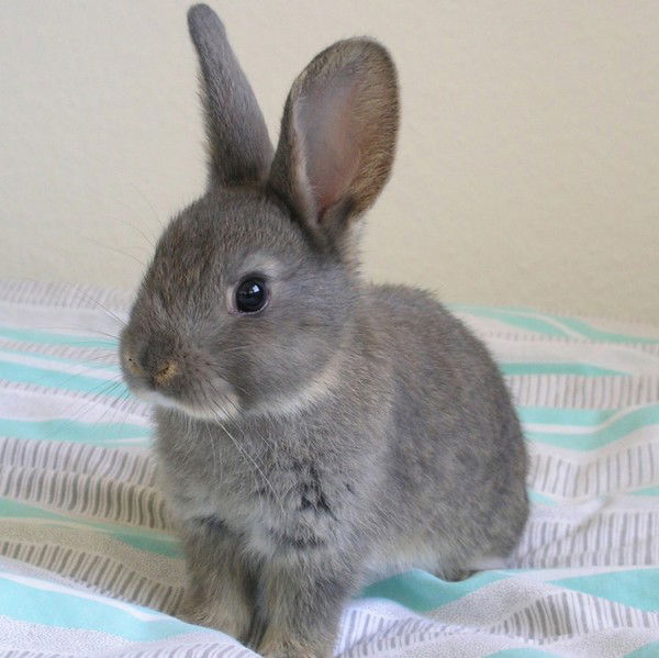 Вовчик Проскурин