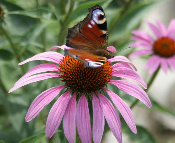 Елена Акопян