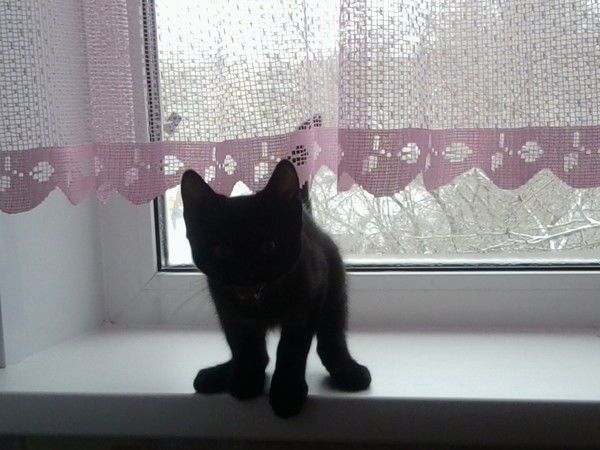 Сергей Краузе