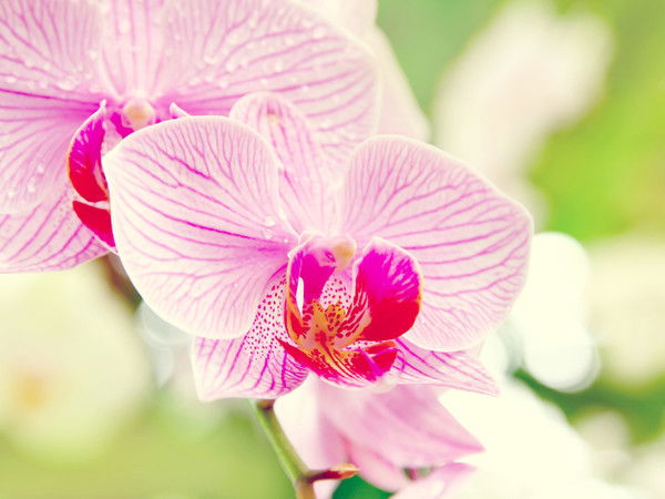 Нелли Сухачёва