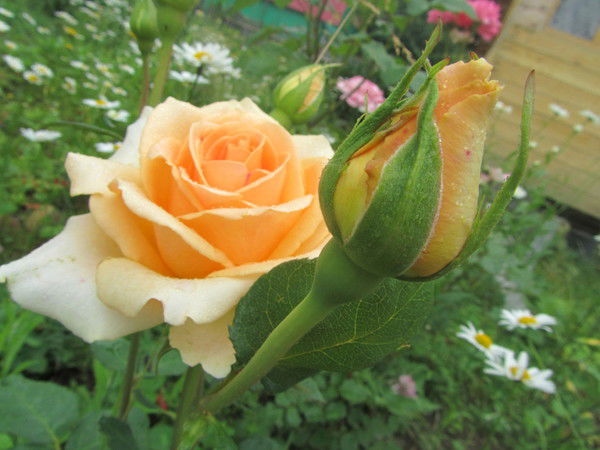 Надежда Яковлева