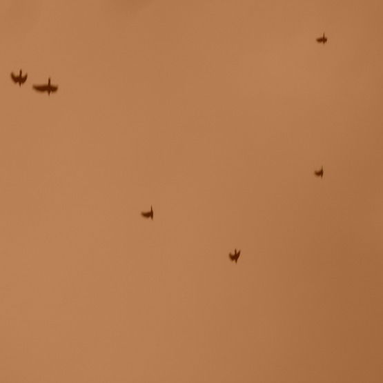 Руслана Муравская