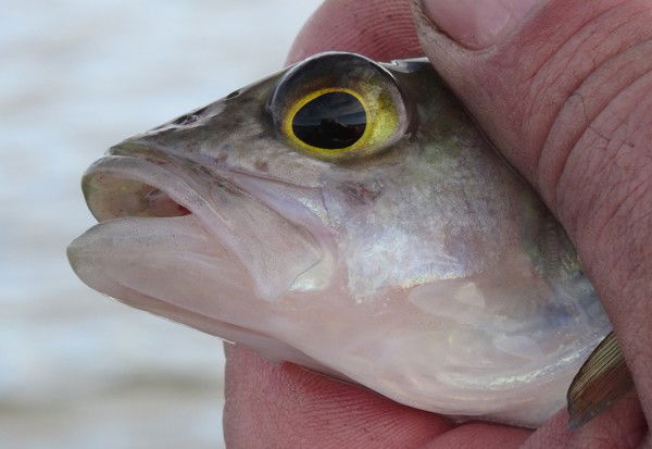 Кима Рыбина