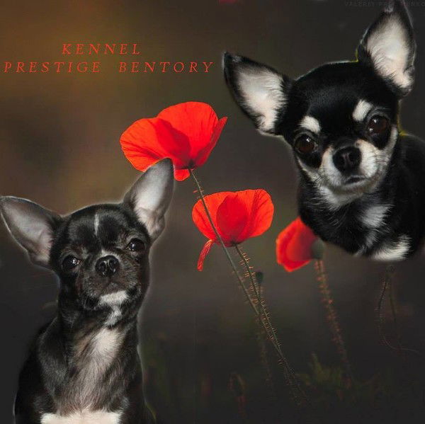 Ольга Полякова